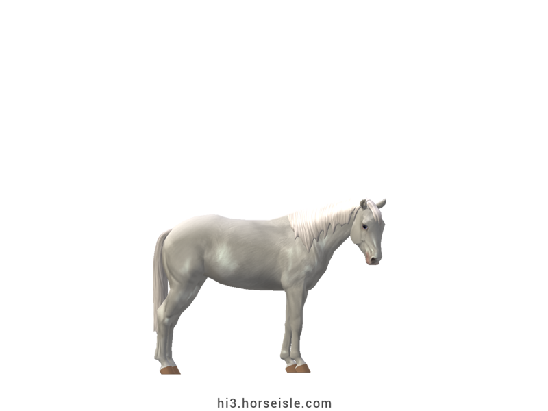 Belgian Riding Pony White Grey Coat